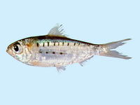 Herklotsichthys koningsbergeri, Koningsberger's herring: fisheries