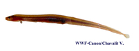 Chaudhuria caudata, Burmese spineless eel: