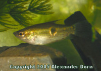 Parasphaerichthys ocellatus, Eyespot gourami: aquarium