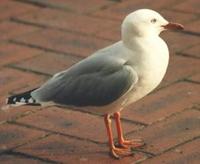 Image of: Larus novaehollandiae (silver gull)