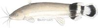 Image of: Malapterurus electricus (electric catfish)