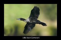 Little black Cormorant