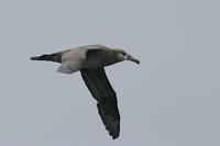 Black-footed Albatross - Phoebastria nigripes