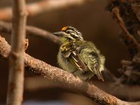 Yellow-fronted Tinkerbird - Pogoniulus chrysoconus