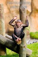 Photo of a baby Chimpanzee stock photo