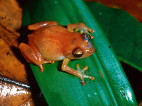 : Pristimantis hylaeformis; Pico Blanco Robber Frog