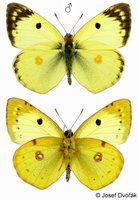 Colias alfacariensis - Berger's Clouded Yellow