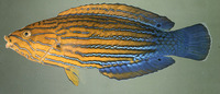Anampses femininus, Blue-striped orange tamarin: aquarium