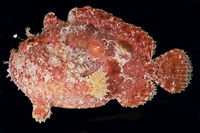 Antennarius coccineus, Scarlet frogfish: aquarium