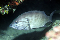 Epinephelus caninus, Dogtooth grouper: fisheries