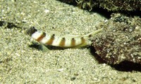 Amblyeleotris gymnocephala, Masked shrimpgoby: aquarium