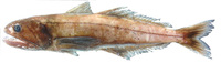 Pseudoscopelus altipinnis, : gamefish