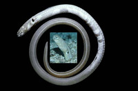 Heteroconger digueti, Pale green eel: