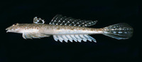 Repomucenus calcaratus, Spotted stinkfish:
