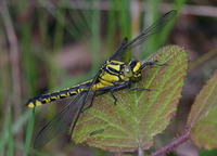 Gomphus vulgatissimus - Club-tailed Dragonfly