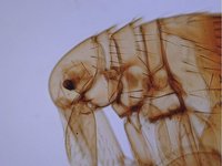 Xenopsylla cheopis - Oriental Rat Flea
