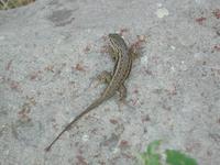 Image of: Sceloporus undulatus (fence lizard)