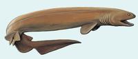Image of: Chlamydoselachus anguineus (frill shark)