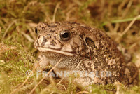 : Bufo gutturalis; Guttural Toad