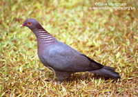 : Columba squamosa; Scaly-naped Pigeon
