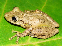 : Scinax perereca