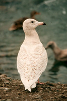 : Larus hyperboreus; Glaucous Gull