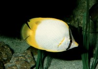 : Chaetodon ocellatus; Spotfin Butterflyfish