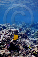 : Forcipiger flavissimus; Yellow Longnose Butterflyfish;
