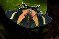 : Alcides metaurus; North Queensland Day Moth