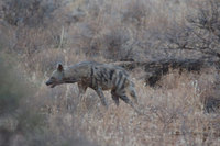 : Hyaena hyaena; Striped Hyena