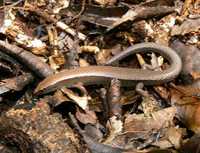 : Lampropholis couperi