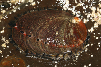 : Haliotis rufescens; Red Abalone