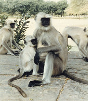 Hanuman langur (Semnopithecus entellus)
