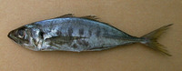 Trachurus trecae, Cunene horse mackerel: fisheries
