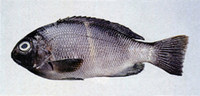 Girella mezina, : fisheries