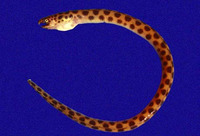 Myrichthys aspetocheiros, Longfin spotted snake-eel: