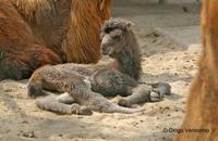 Image of: Camelus bactrianus (Bactrian camel)