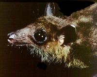 Image of: Eonycteris spelaea (lesser dawn bat)