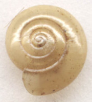 Oxychilus cellarius - cellar glass-snail