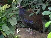 Afropavo congensis - Congo Peafowl