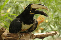 Pteroglossus aracari - Black-necked Aracari