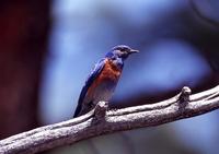 Image of: Sialia mexicana (western bluebird)