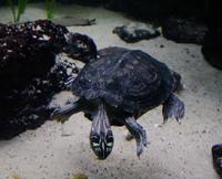 Image of: Graptemys barbouri (Barbour's map turtle)