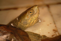 Mauremys leprosa - Spanish Turtle