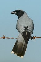 Black faced Cuckoo Shrike