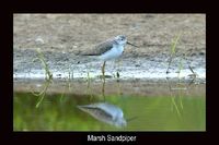 Marsh Sandpiper