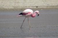 Andean Flamingo - Phoenicopterus andinus