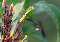 Copper-rumped Hummingbird (Amazilia tobaci) photo