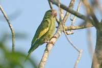 Canary-winged Parakeet - Brotogeris versicolurus