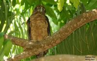 Rufous Owl - Ninox rufa